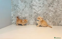 Munchkin cats for sale: 2 tiny legged rug hugger Persian munchkins - Image 19