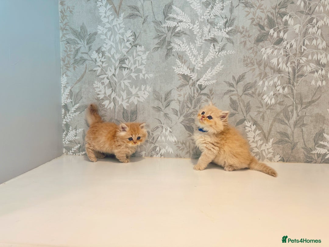 Munchkin cats for sale: 2 tiny legged rug hugger Persian munchkins - Image 19