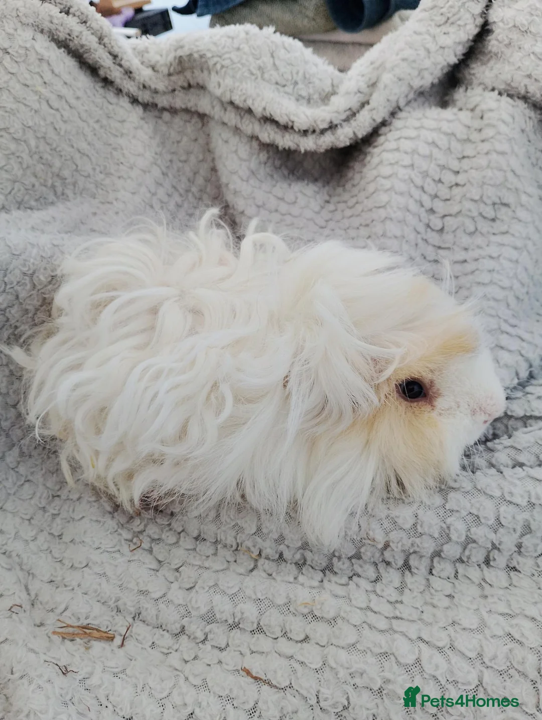 Guinea Pig rodents for sale: Lunkarya guinea pigs - Advert 4