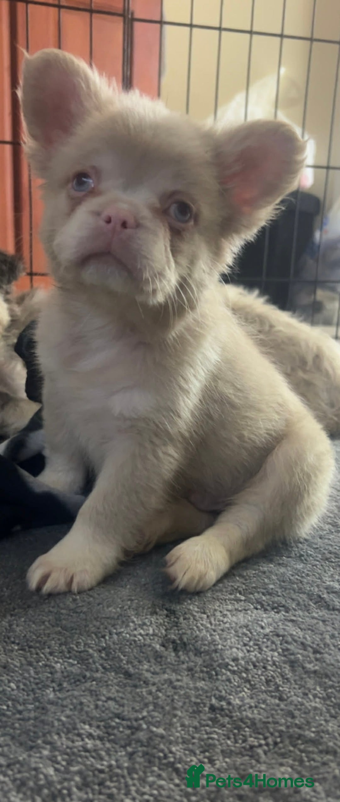 French Bulldog dogs for sale: Visual pink Merle fluffy boy - Advert 1