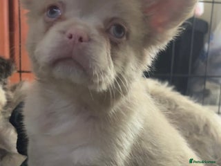 French Bulldog dogs Visual pink Merle fluffy boy - Advert 1