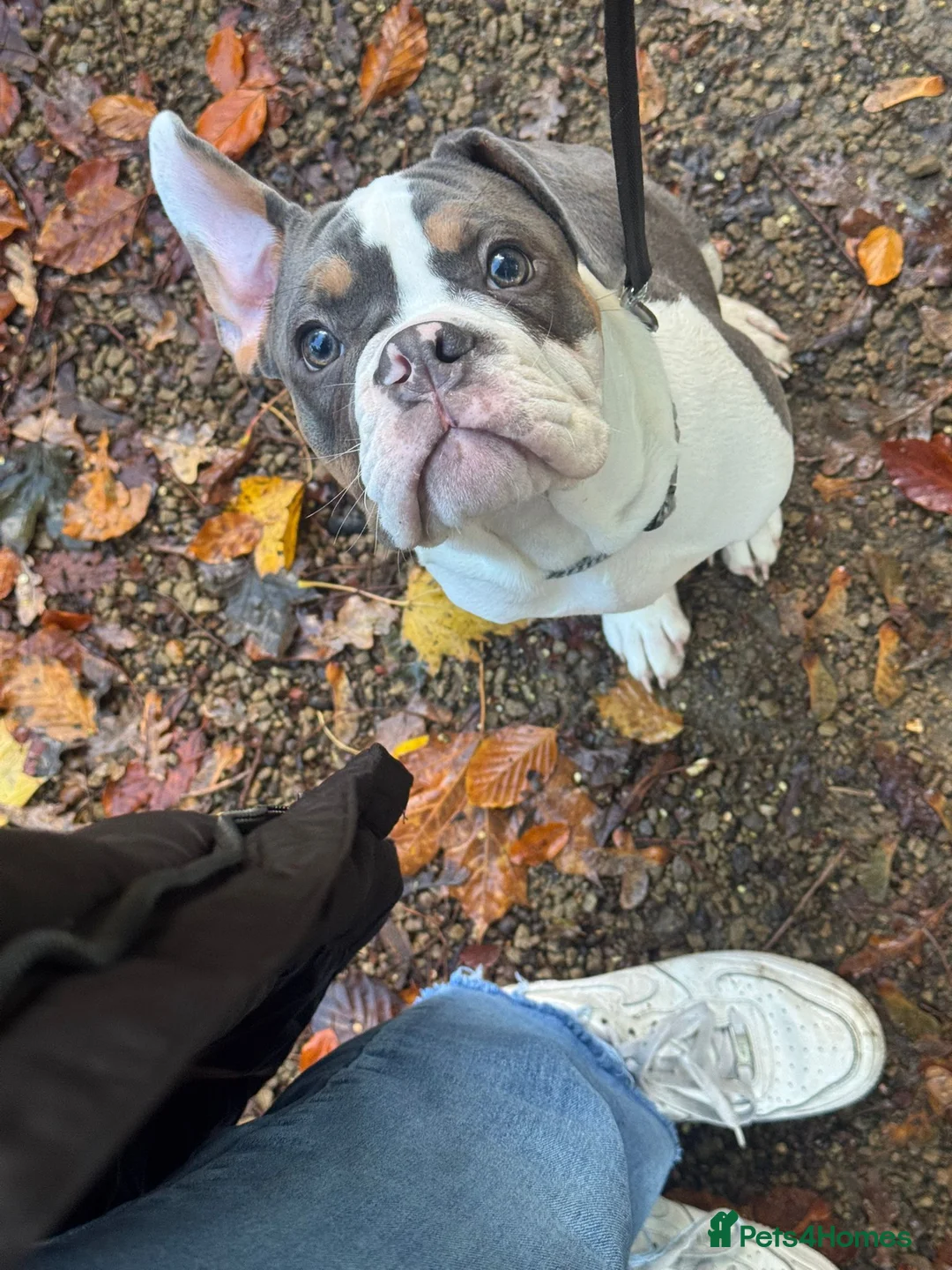 Mixed Breed dogs for sale: Remmie  - Advert 5