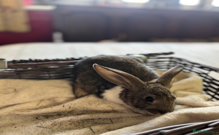 English Lop rabbits for sale - Advert 2