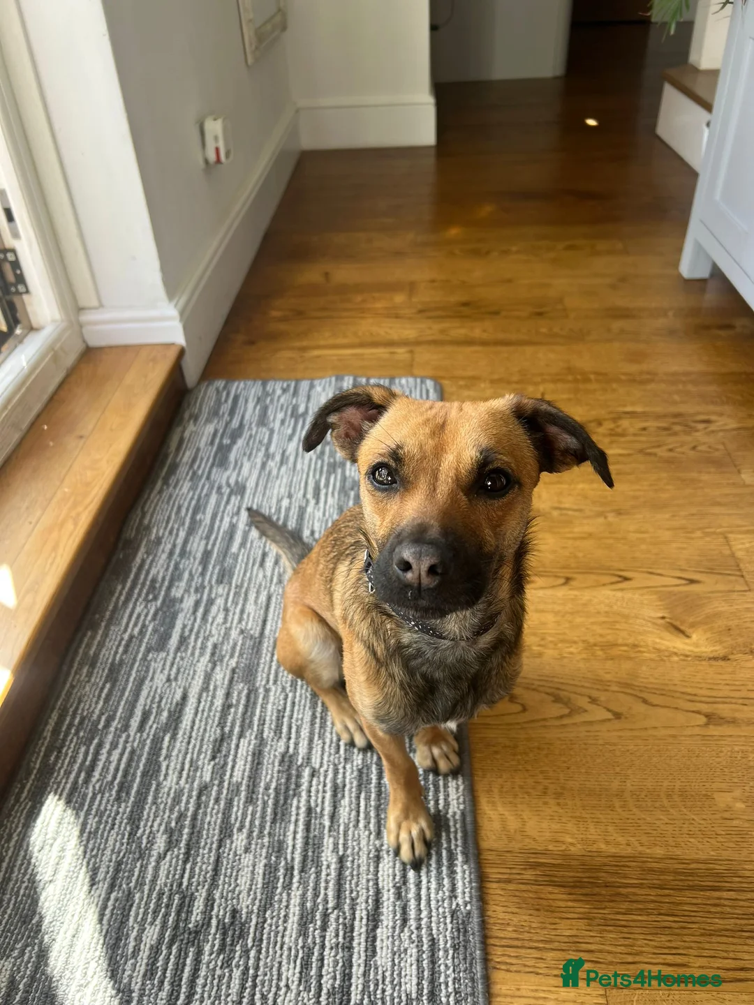 Mixed Breed dogs for adoption: Meet COOKIE, a Lovely Puppy Girl for a Loving Home in Coventry - Advert 2