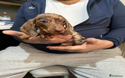Dachshund dogs for sale: Miniature Dachshund Puppies - Advert 3