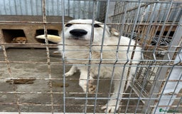 Mixed Breed dogs for adoption: Elena - Marlborough Wiltshire  - Advert 6