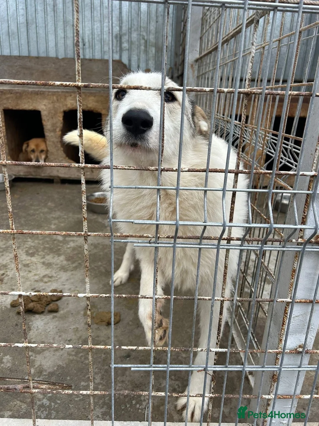 Mixed Breed dogs for adoption: Elena - Marlborough Wiltshire  - Advert 6