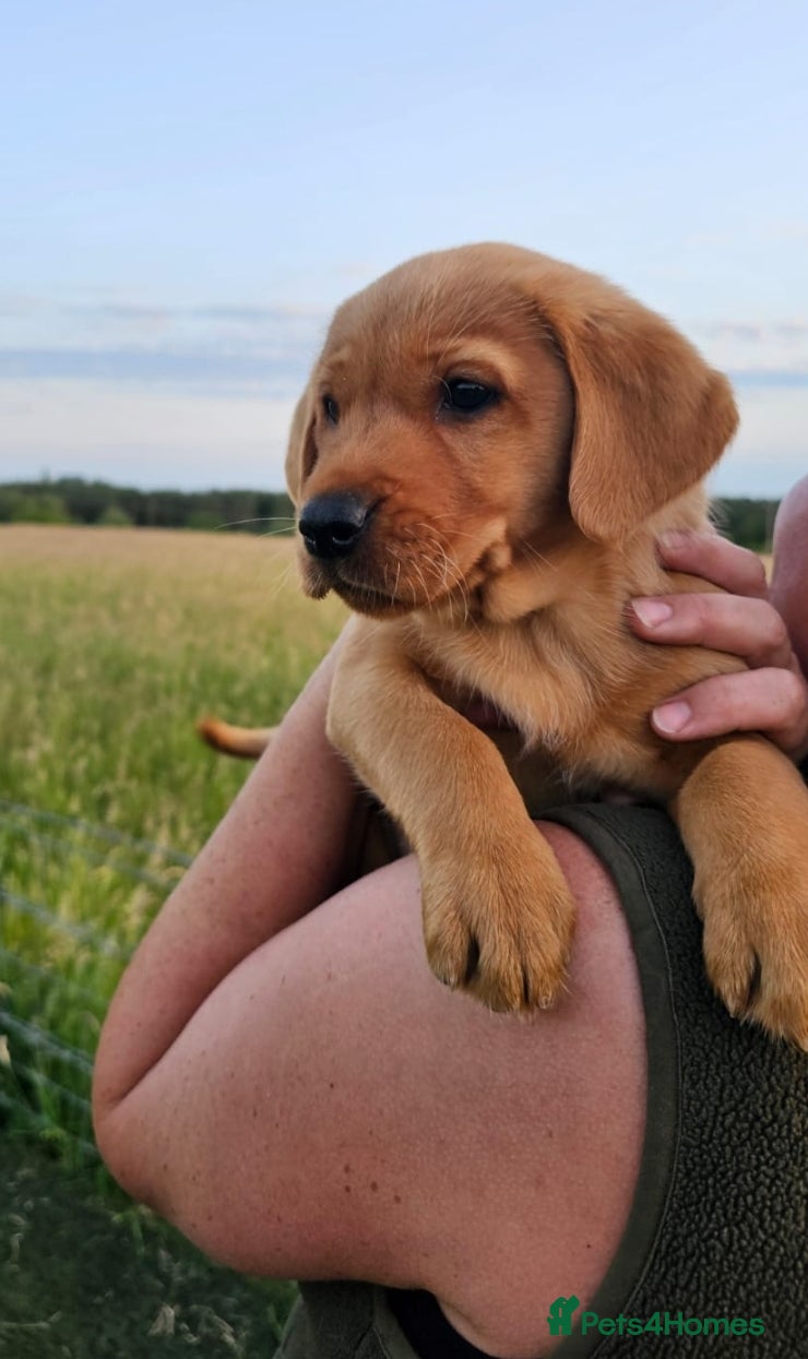 Labrador Retriever dogs Outstanding Labrador GUNDOG labrador puppies  - Advert 2