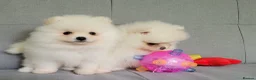 Pomeranian dogs for sale: Stunning KC Pomeranian Puppies for sale - Advert 23