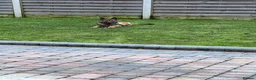 German Shepherd dogs for sale: German shepherd pups - Advert 10