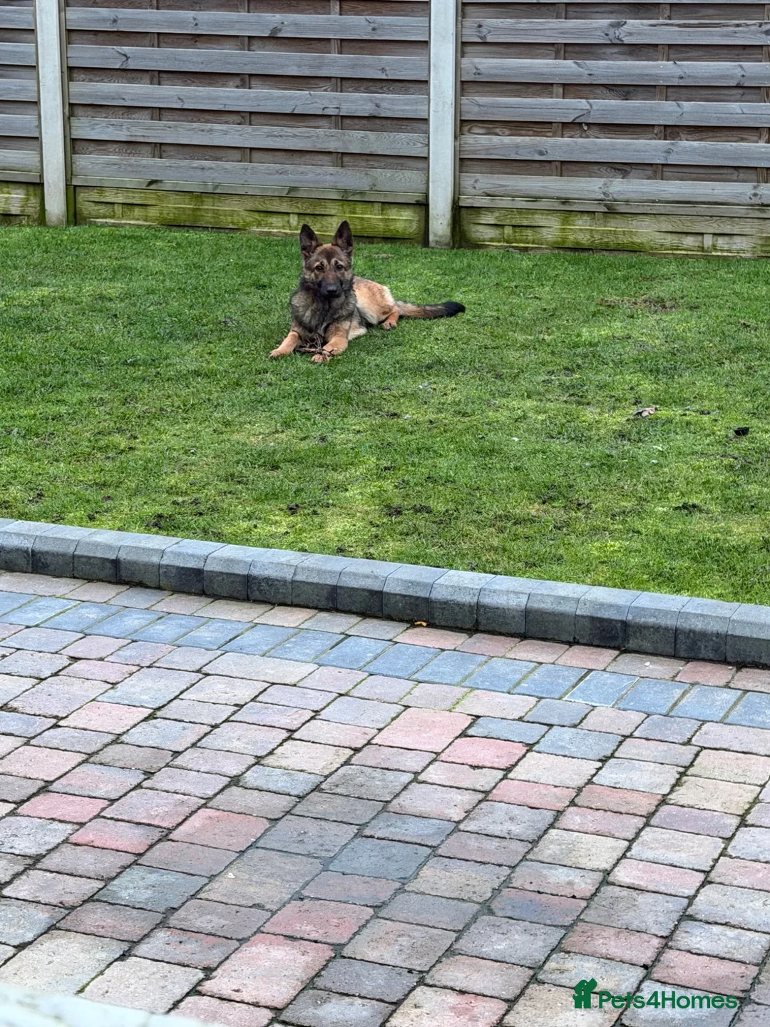 German Shepherd dogs for sale: German shepherd pups - Advert 10