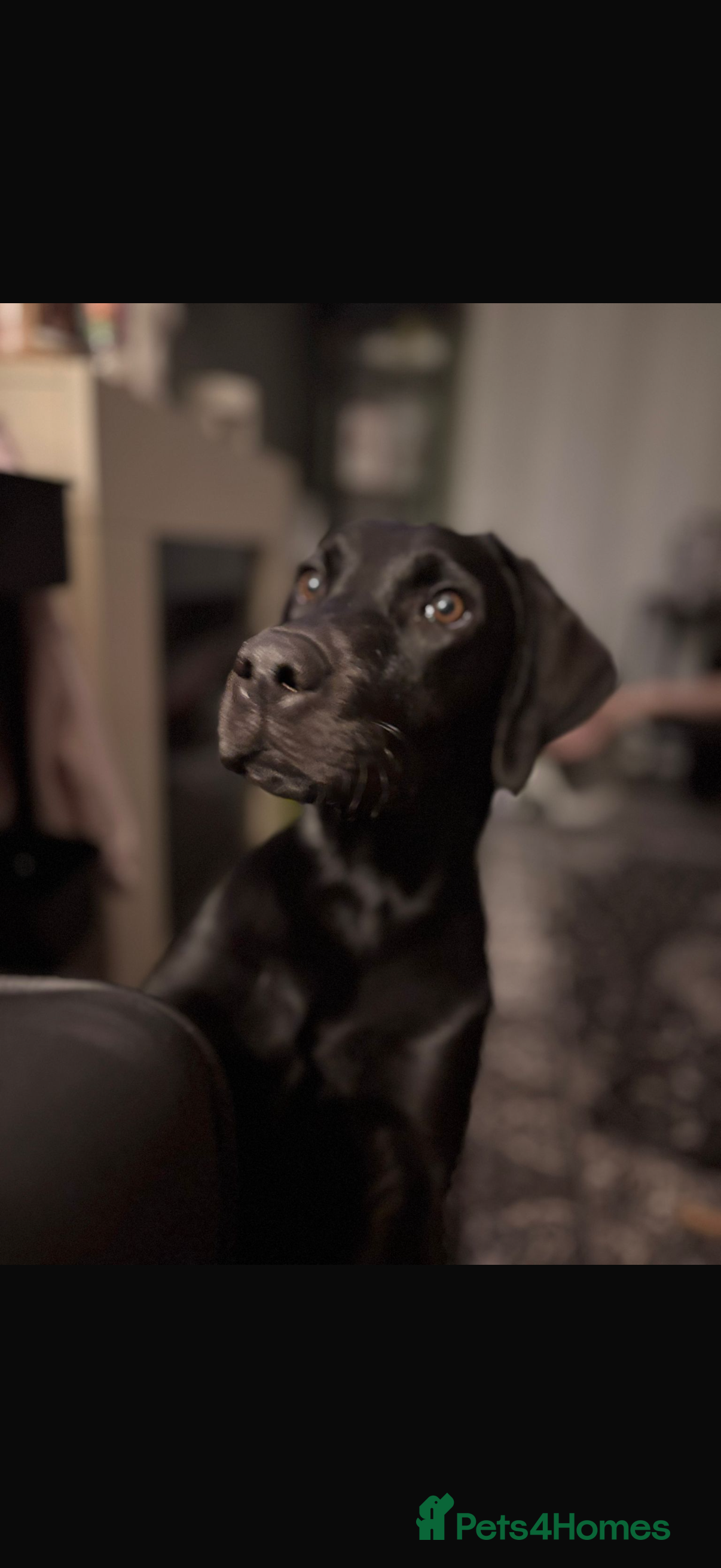 Labrador Retriever dogs Milo looking for loving forever home  - Advert 3