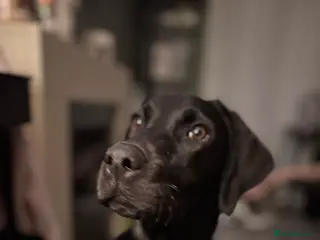 Labrador Retriever dogs Milo looking for loving forever home - Advert 3