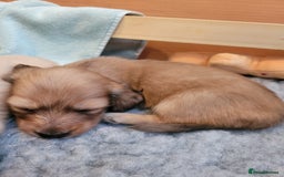 Miniature Dachshund dogs for sale: Beautiful cream KC mini long haired dachshunds  - Image 2