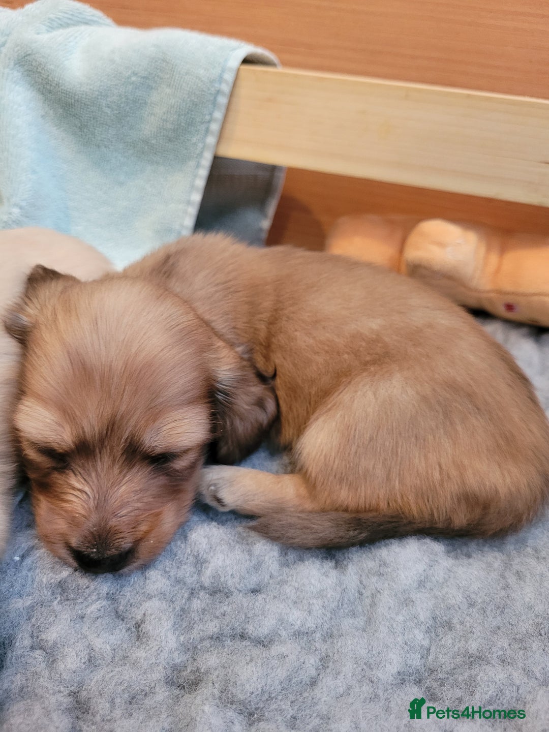 Miniature Dachshund dogs for sale: Beautiful cream KC mini long haired dachshunds  - Image 2