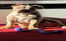 Olde English Bulldogge dogs for sale: Olde English bulldogge - Image 3