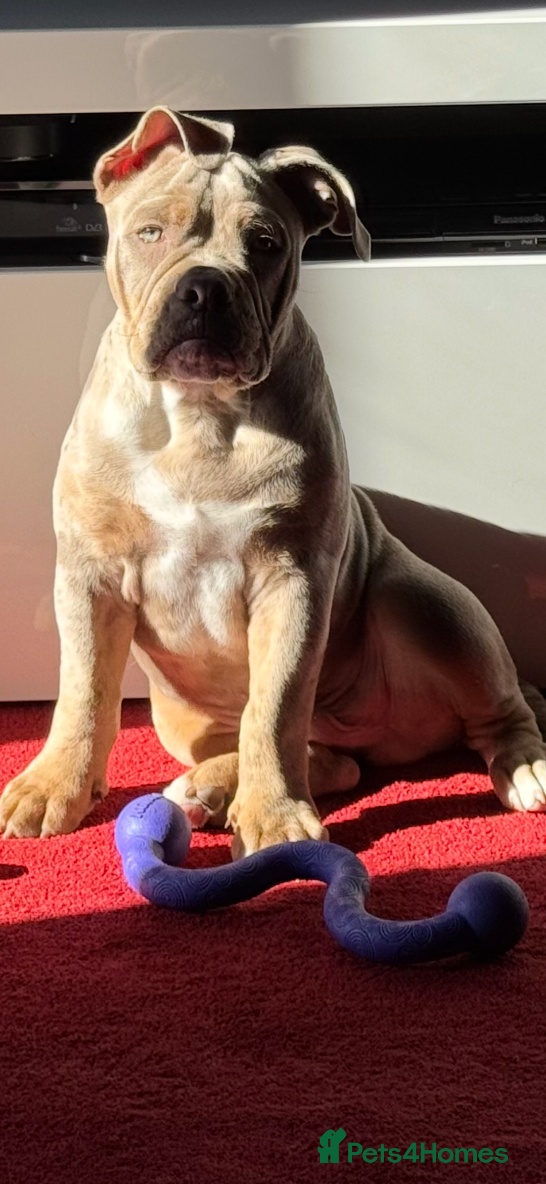 Olde English Bulldogge dogs for sale: Olde English bulldogge - Image 3
