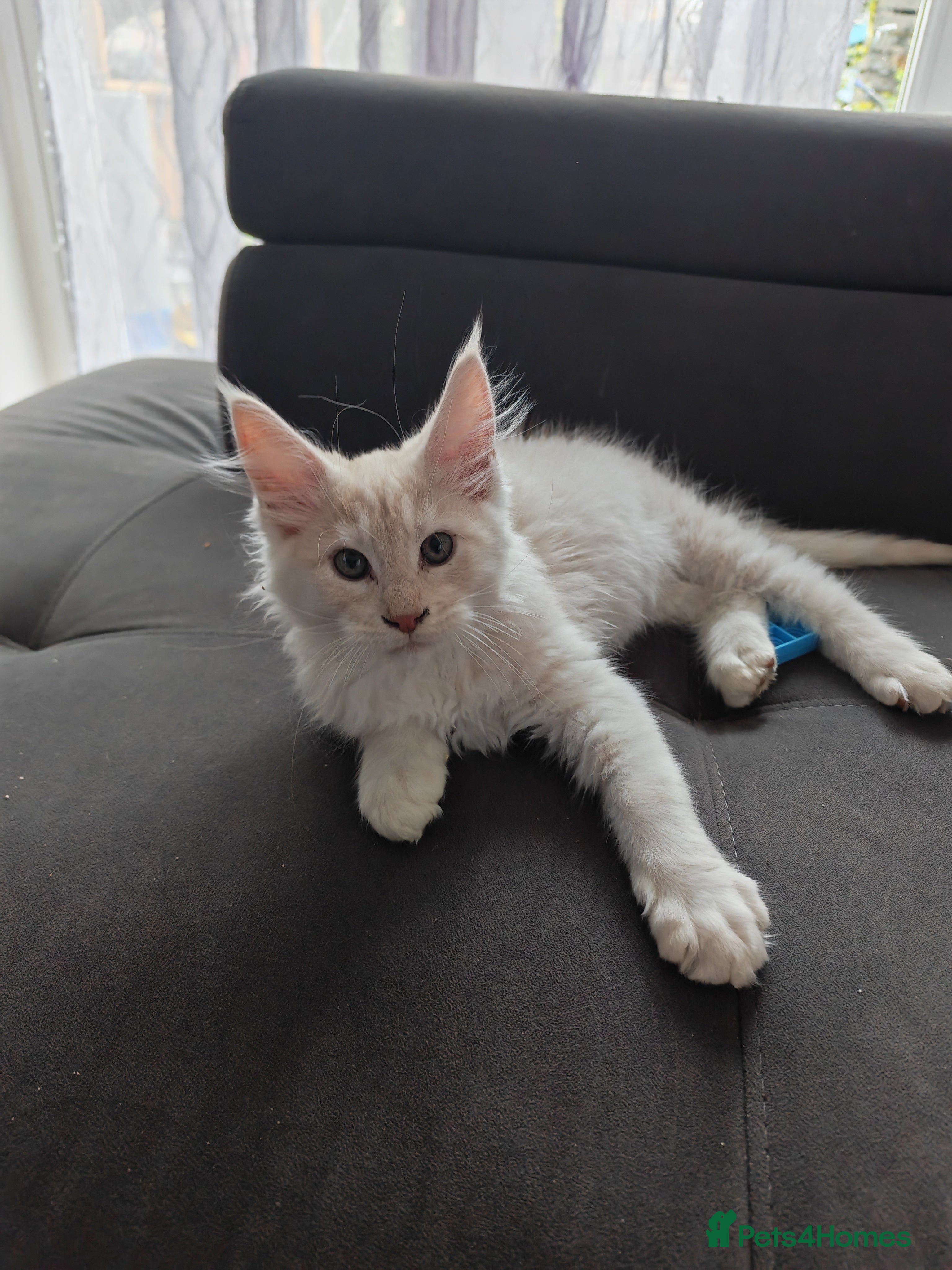 Maine Coon cats TICA registered purebred Main Coon Kittens - Advert 1