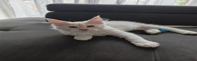 Maine Coon Kitten 1