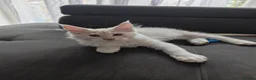Maine Coon cats for sale: TICA registered purebred Main Coon Kittens - Advert 1