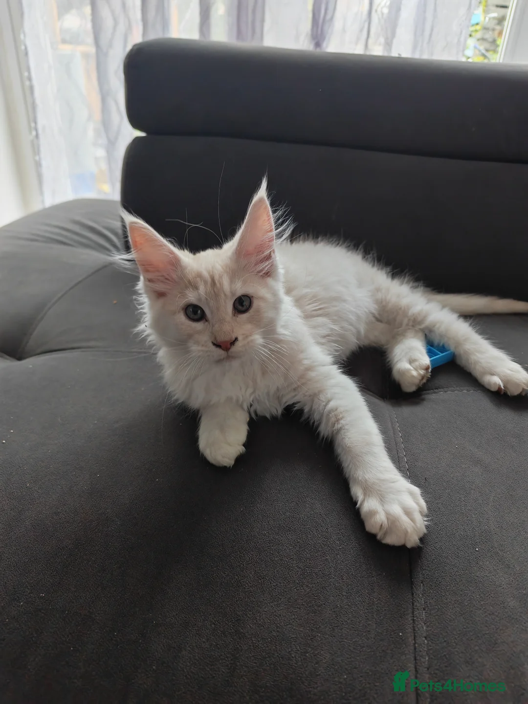 Maine Coon cats for sale: TICA registered purebred Main Coon Kittens - Advert 1