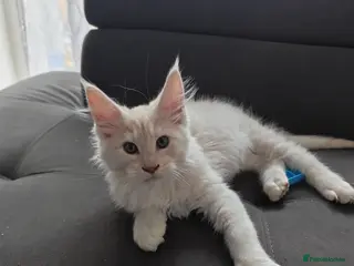 Maine Coon cats TICA registered purebred Main Coon Kittens - Advert 1