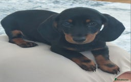 Miniature Dachshund dogs for sale: Minature dachshund  - Image 2