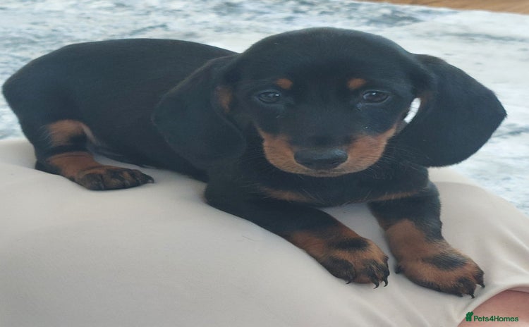 Miniature Dachshund dogs - Advert 15