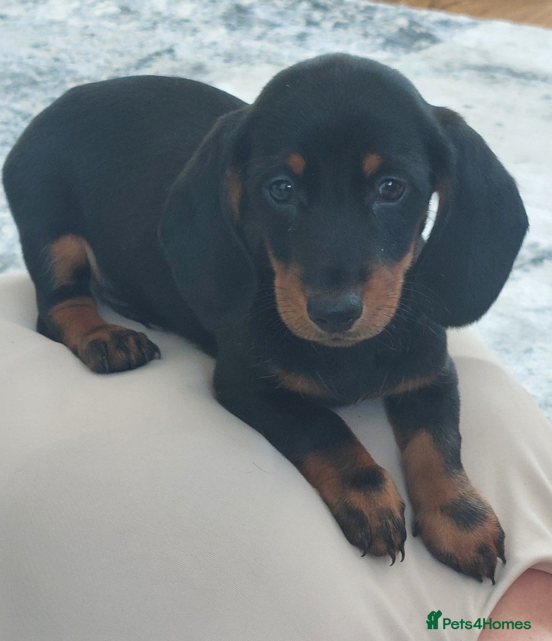 Miniature Dachshund dogs for sale: Minature dachshund  - Image 2