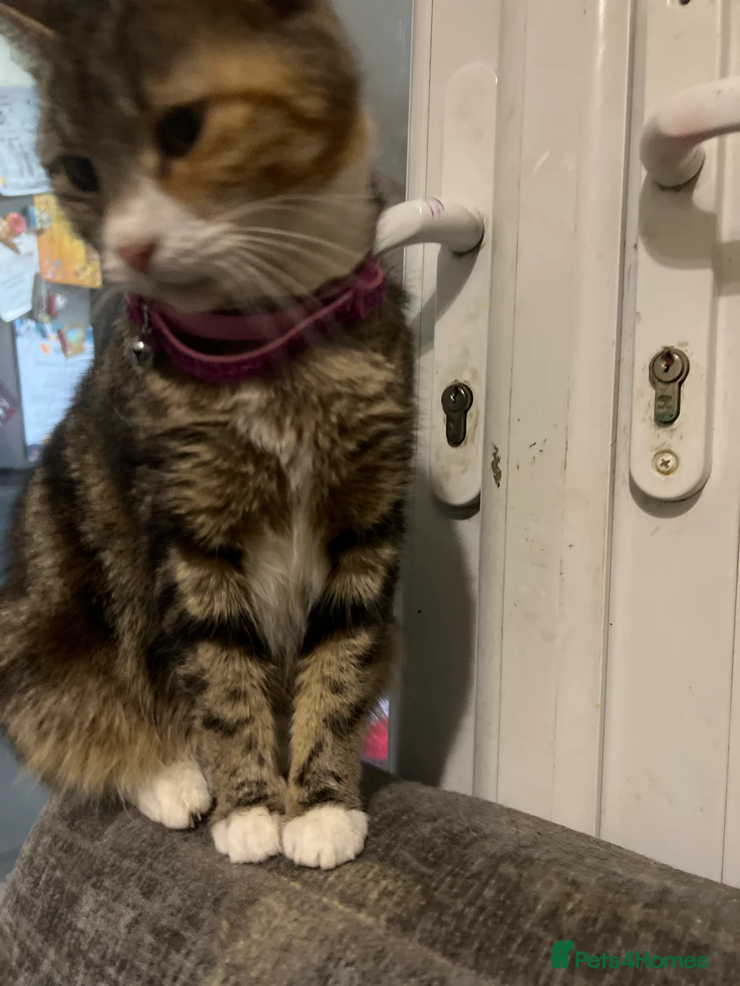 Mixed Breed cats for sale: male kittens - Advert 5