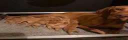 Hungarian Vizsla dogs for sale: KC Reg Hungarian Vizsla Pups Health Tested Parents - Advert 1
