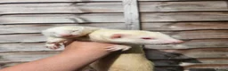 Ferret rodents for sale: 2 albino jills  - Advert 7