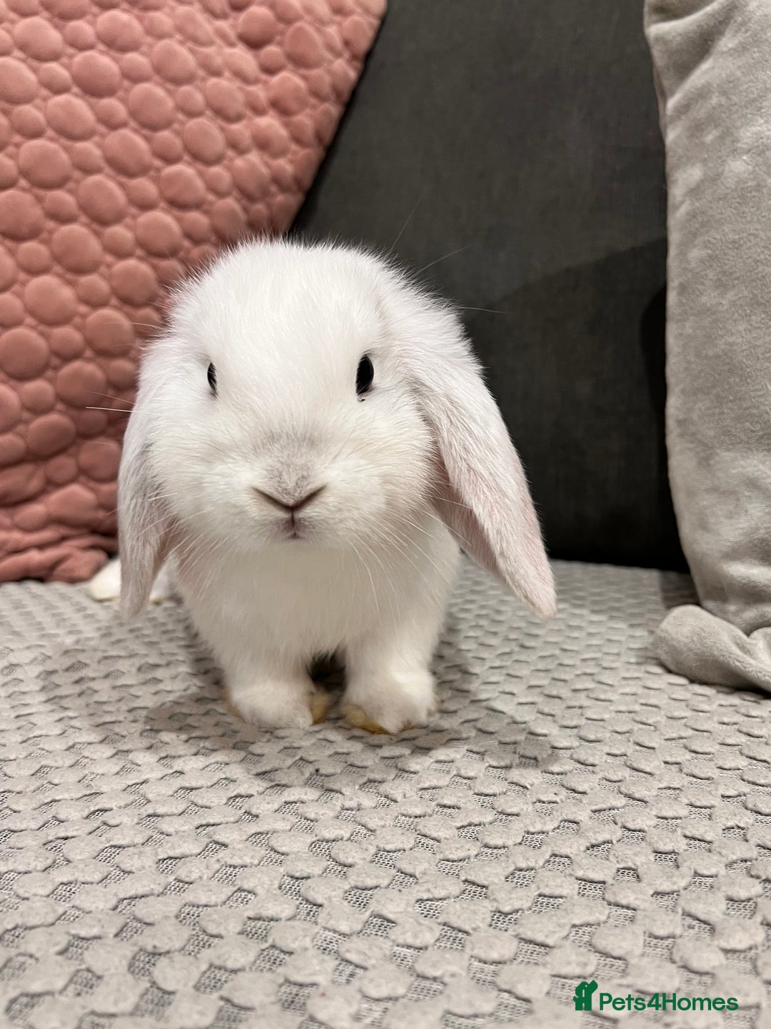 Mini Lop rabbits for sale: Beautiful mini lop rabbits for sale - Image 4