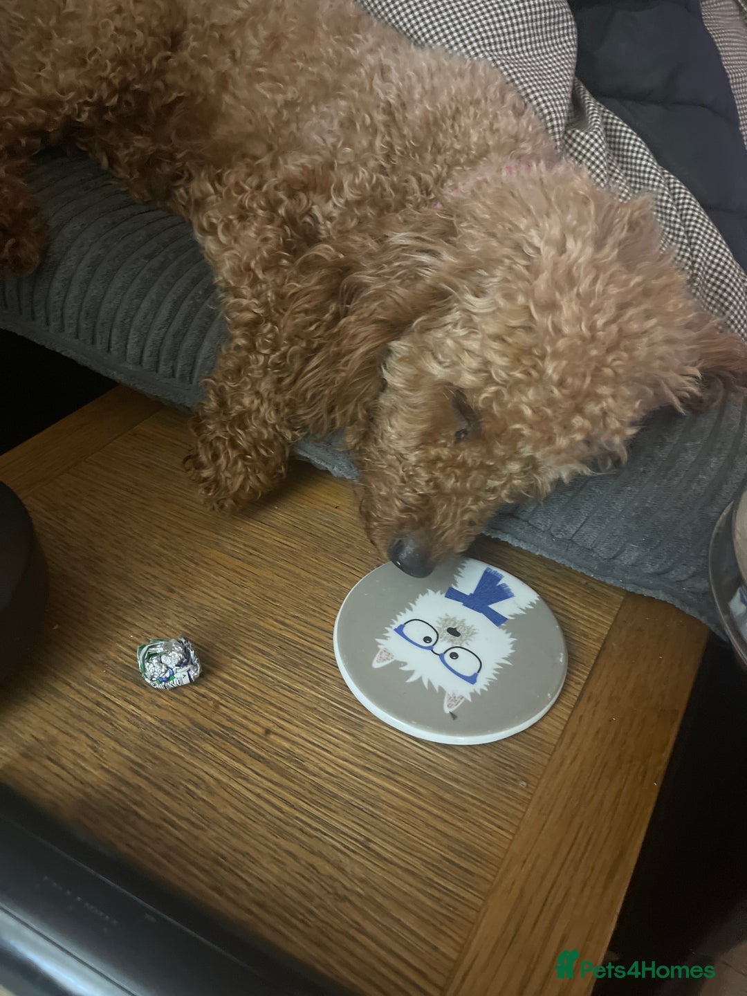 Poochon dogs for sale: 5 beautiful. Poochon puppies  - Advert 1