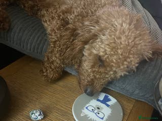 Poochon dogs 5 beautiful. Poochon puppies - Advert 8