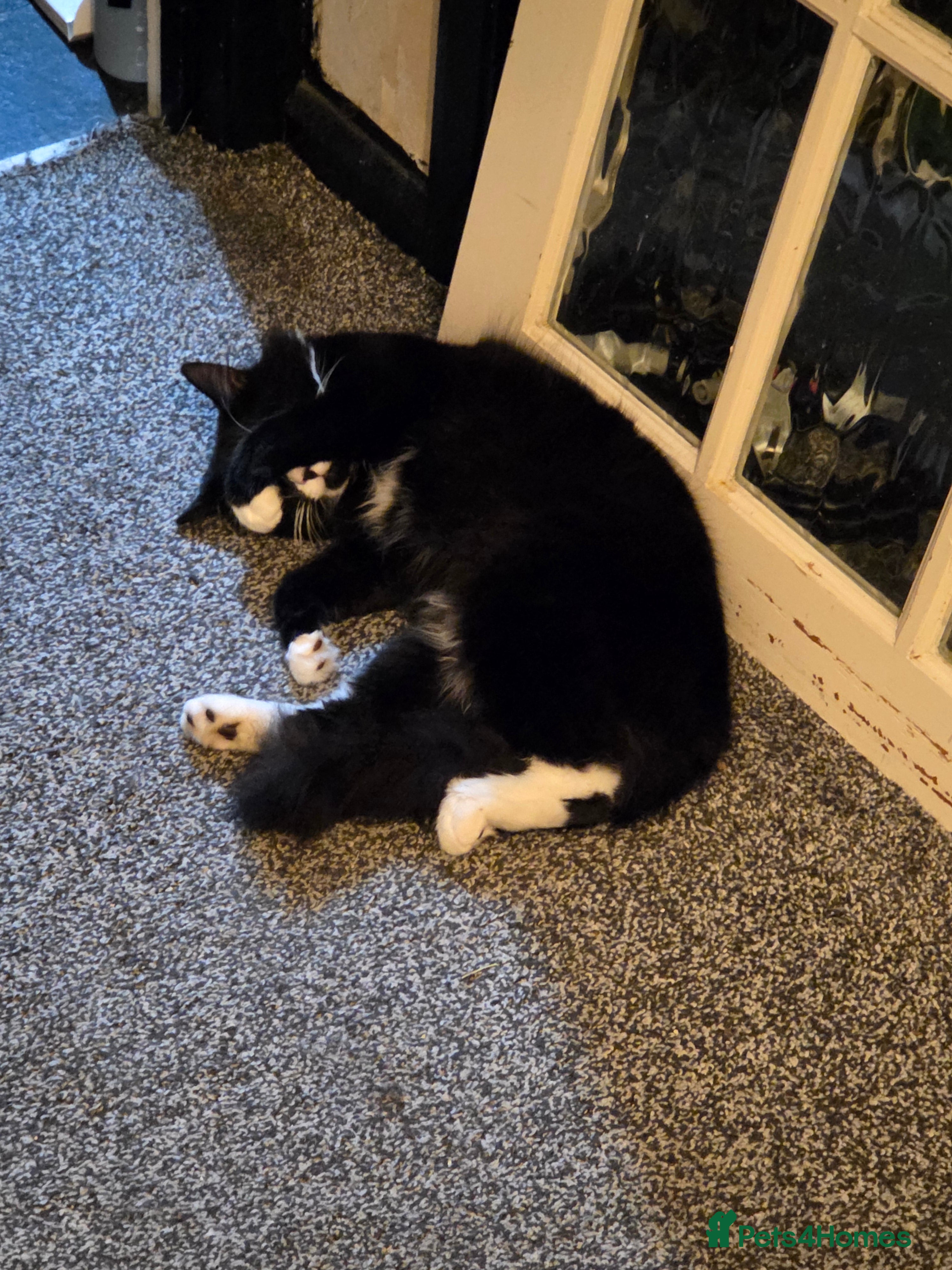 Mixed Breed cats Black and white fluffy kittens - Advert 2