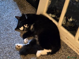 Mixed Breed cats Black and white fluffy kittens - Advert 2