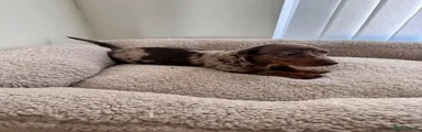 Miniature Dachshund 1