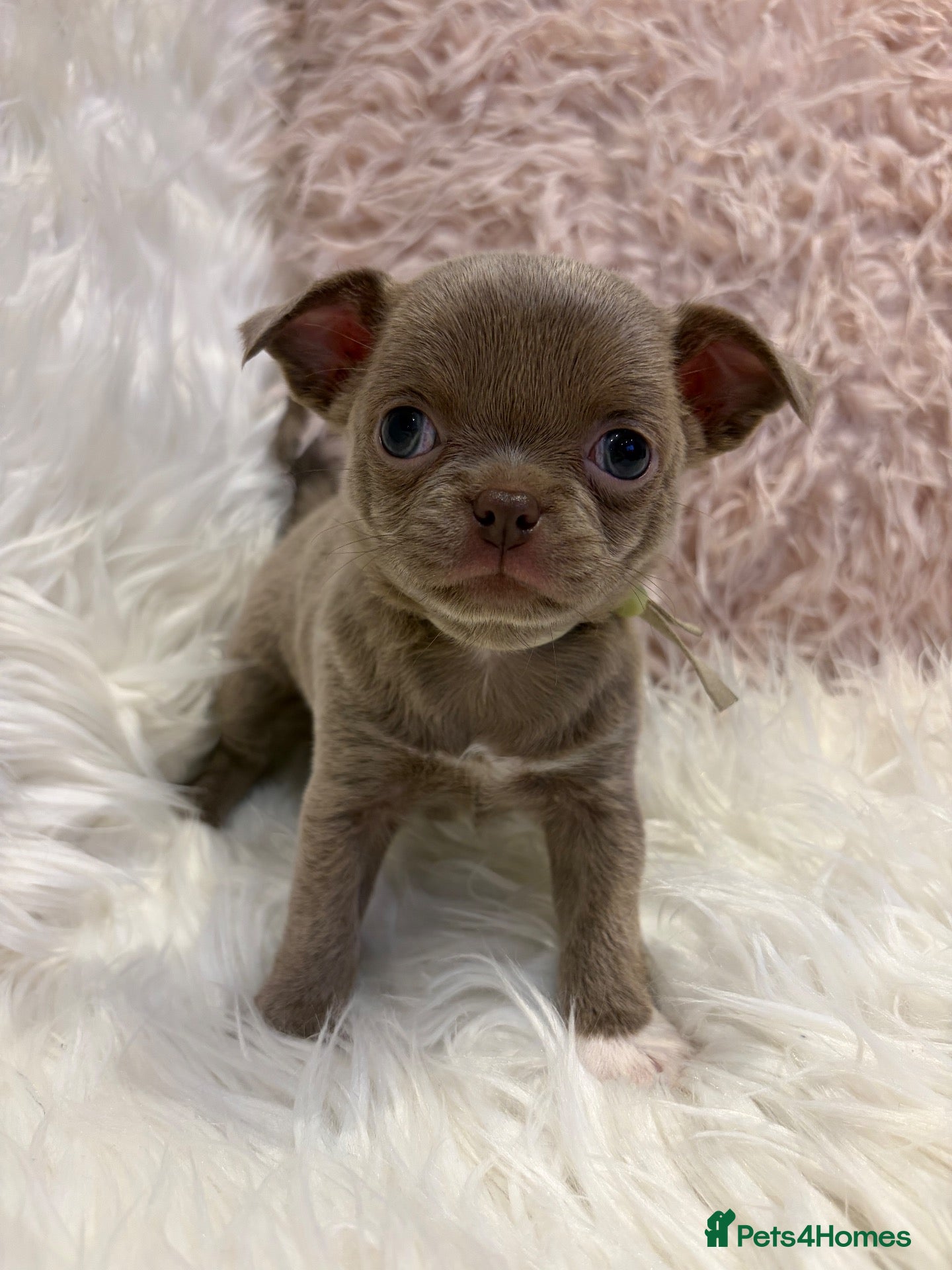 Chihuahua dogs KC REG, DNA HEALTH TESTED, TINY, VERY RARE 🐶😍 - Advert 2