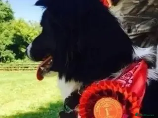 Border Collie dogs KC/ISDS REG HEALTH TESTED BORDER COLLIE PUPS - Advert 2