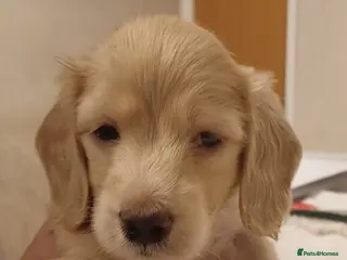 Miniature Dachshund dogs Miniature longhaired cream dachshund - Advert 13