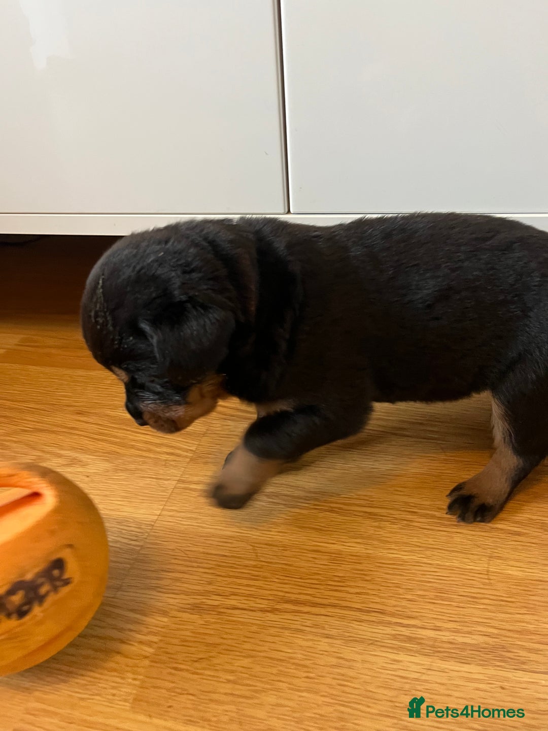 Rottweiler dogs for sale: Beautiful chunky Rottweiler puppies  - Advert 13