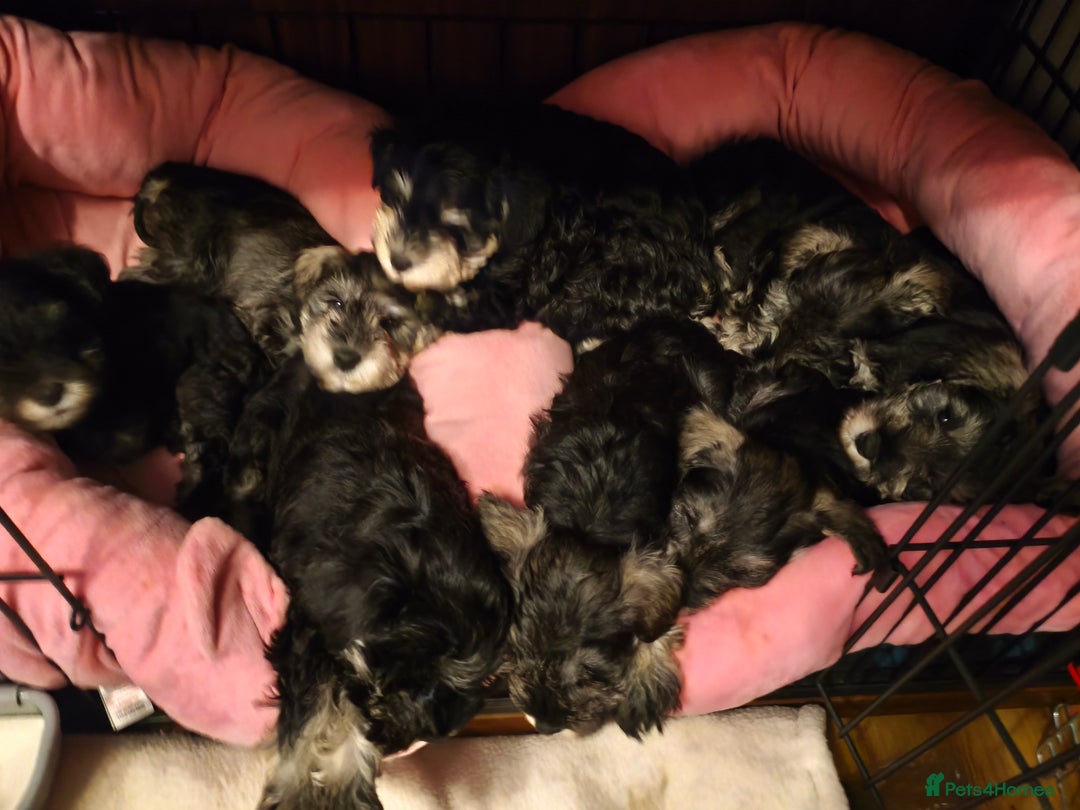 Miniature Schnauzer dogs for sale: Charming Mini Schnauzers with KC registration - Advert 19