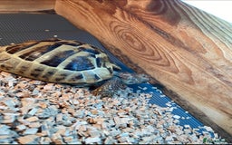 Hermann Tortoise reptiles for sale: Hermanns Tortoise Male - Image 3