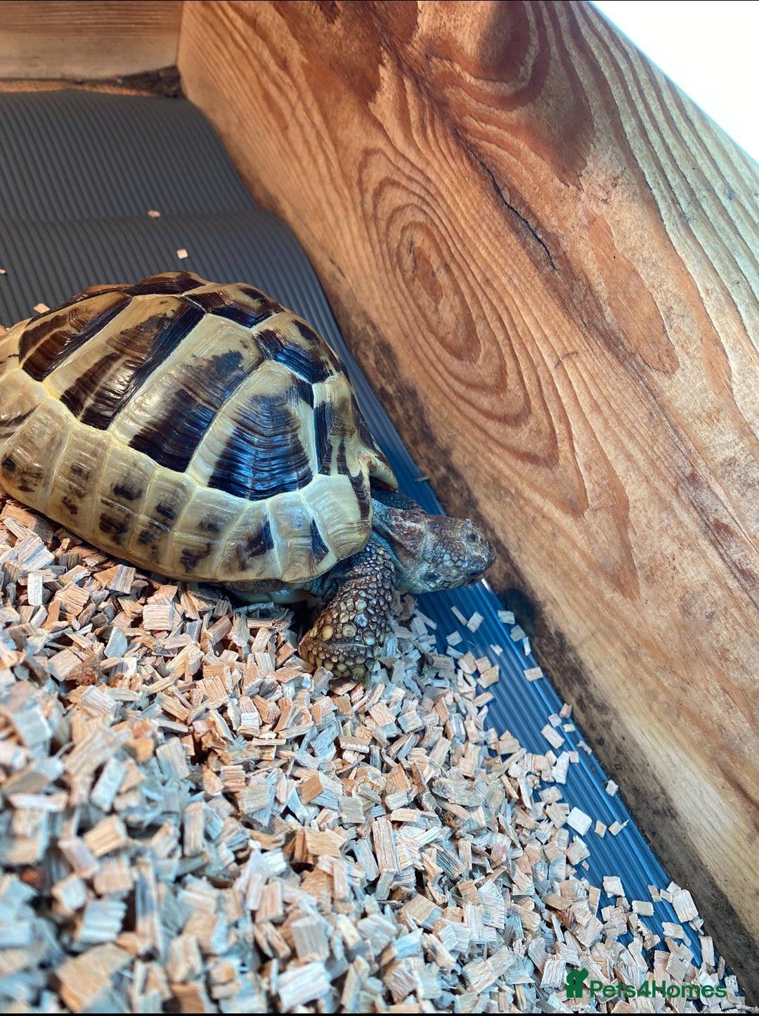 Hermann Tortoise reptiles for sale: Hermanns Tortoise Male - Image 3