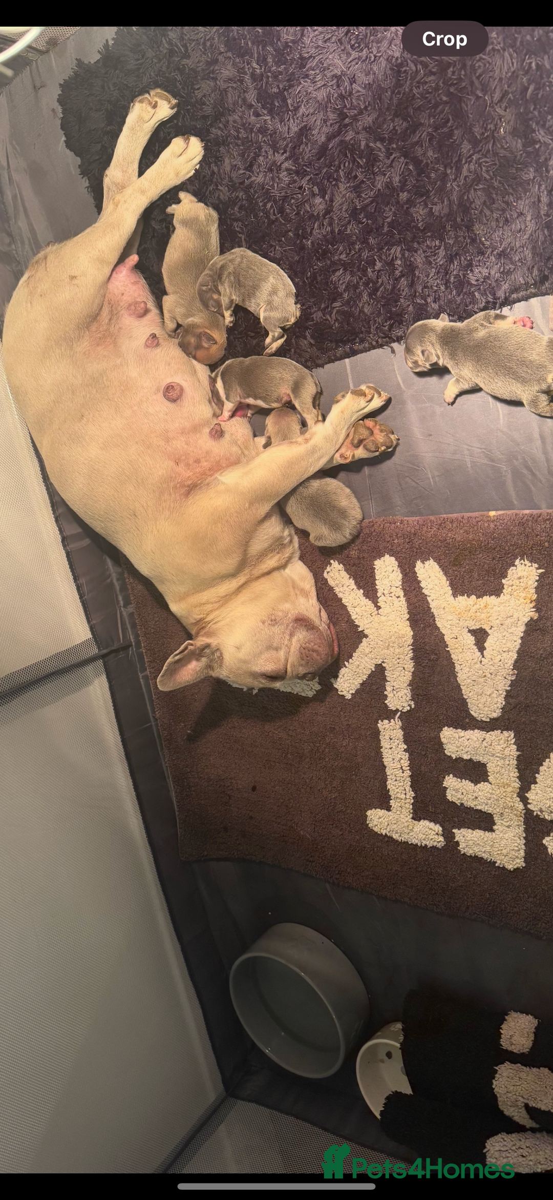 French Bulldog dogs for sale: blue fawn male - Image 2