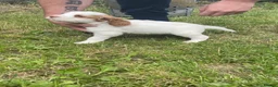 Cocker Spaniel dogs for sale: Cocker Spaniel puppy - Advert 2