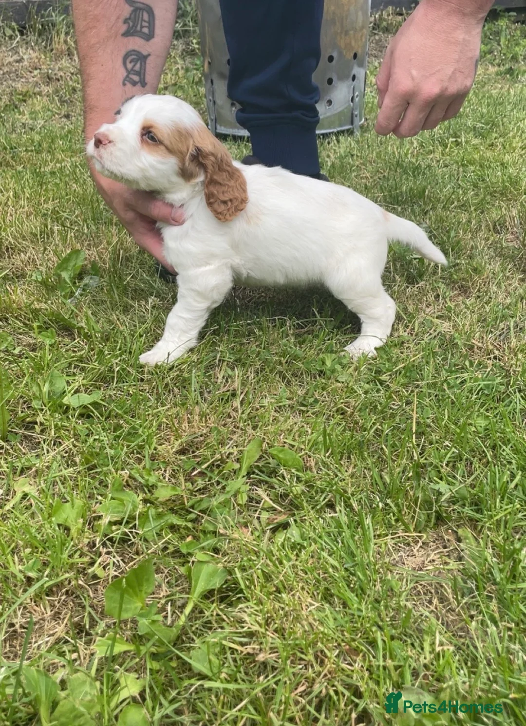 Cocker Spaniel dogs for sale: Cocker Spaniel puppy - Advert 2