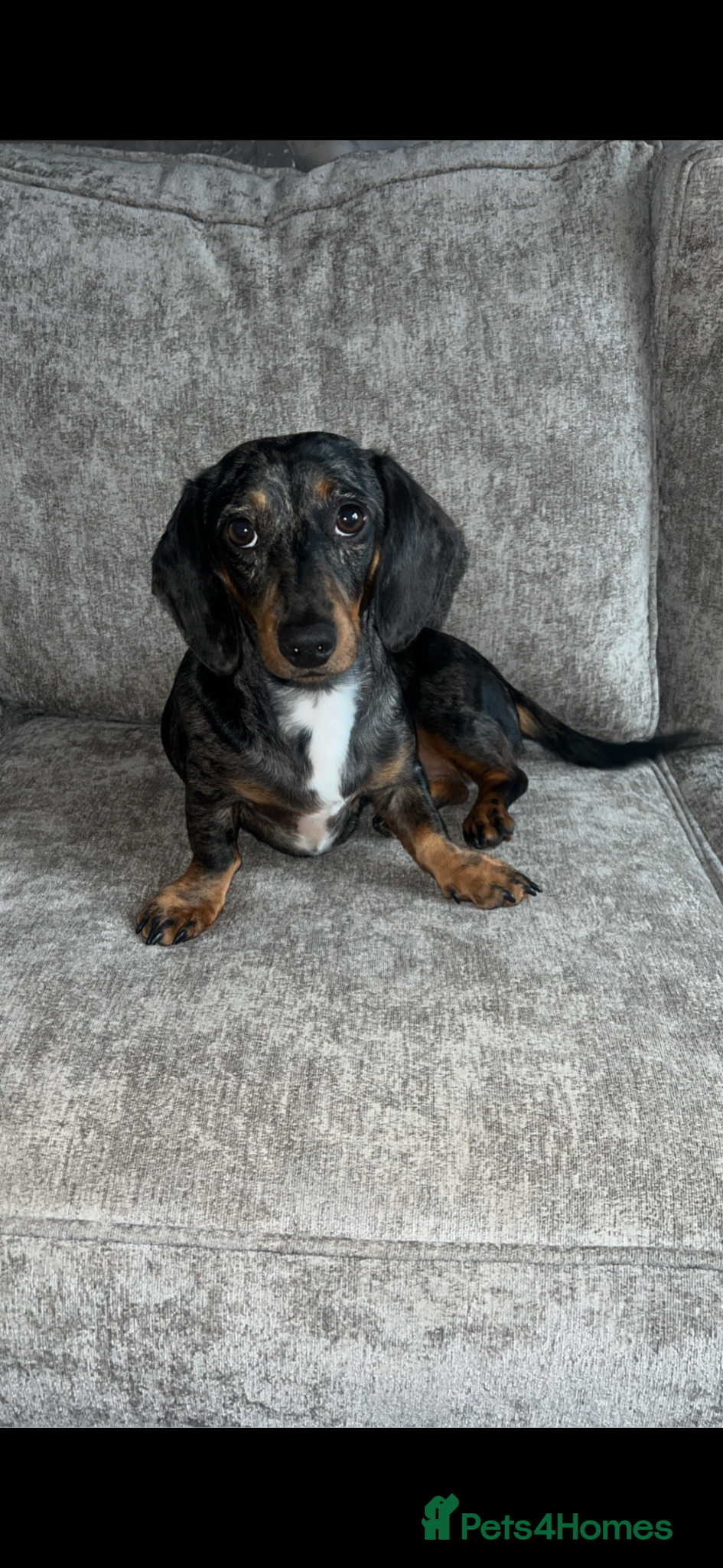 Dachshund dogs Loving 3 year old dachshund  - Advert 1