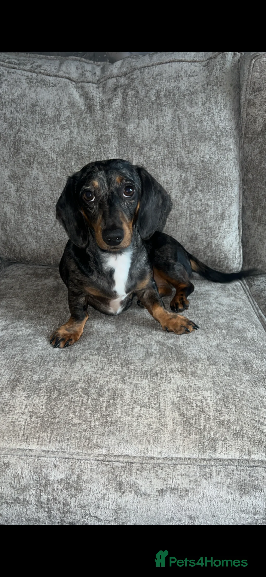 Dachshund dogs for sale: Loving 3 year old dachshund  - Advert 1